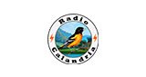 Radio-Calandria
